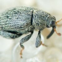 Pseudorchestes