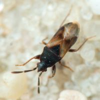 Tropistethus holosericus
