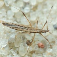 Berytinus (Berytinus) clavipes