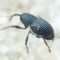 Archarius (Archarius) pyrrhoceras