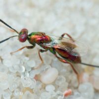 Torymus cupreus