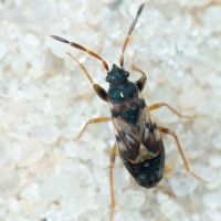 Scolopostethus