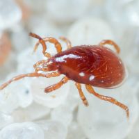 Pergamasinae