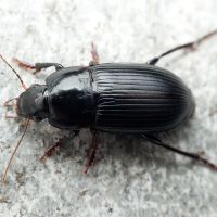 Carabidae