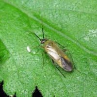 Plagiognathus arbustorum