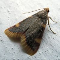 Hypsopygia costalis