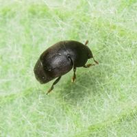 Brachypterolus pulicarius