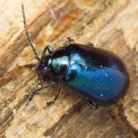 Agelastica alni