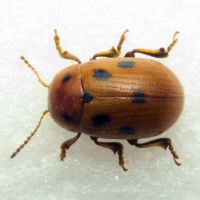 Gonioctena fornicata