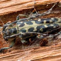 Saperda scalaris