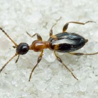 Anthelephila pedestris