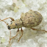 Sciaphilus asperatus