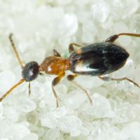 Anthelephila pedestris