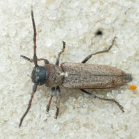 Phytoecia (Cardoria) scutellata