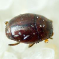 Acritus minutus