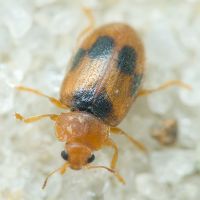 Coccidula scutellata
