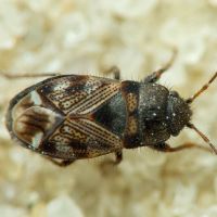 Pionosomus opacellus