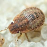Sciocoris