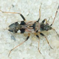 Beosus maritimus