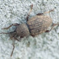 Otiorhynchus raucus