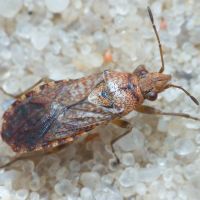 Orsillus depressus
