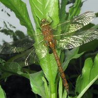 Anaciaeschna isosceles