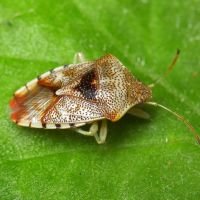 Elasmucha grisea