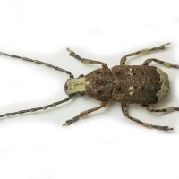 Platystomos albinus