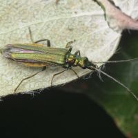 Oedemera