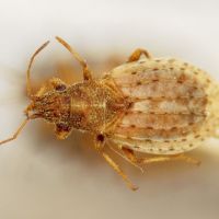Jakowleffia setulosa