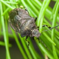 Rhacognathus punctatus