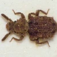 Nosodomodes diabolicus