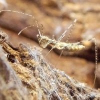 Empicoris
