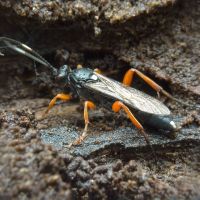 Ichneumonidae