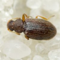Melanophthalma