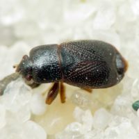 Plinthisus pusillus