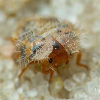 Subcoccinella vigintiquatuorpunctata