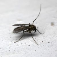 Chironomidae