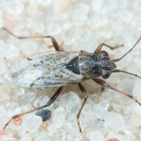 Nysius
