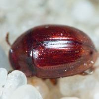 Leiodes