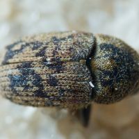 Hylesinus varius