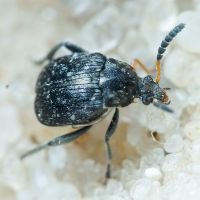 Bruchinae