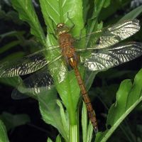 Anaciaeschna isosceles