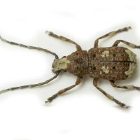 Platystomos albinus