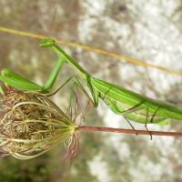 Mantis religiosa