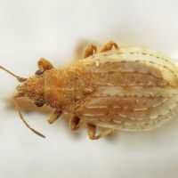 Jakowleffia setulosa