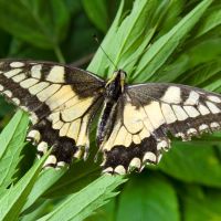 Papilio machaon