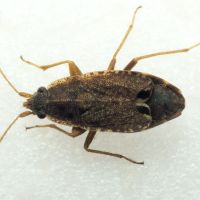 Ischnopeza pallipes
