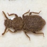 Nosodomodes tauricus