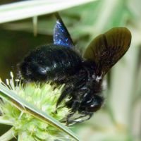 Xylocopa